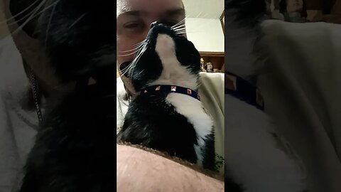 Kitty being loved #shortsfeed #shortsvideo #kittycat #kitty #youtubeshorts #cutekitty #catvideos