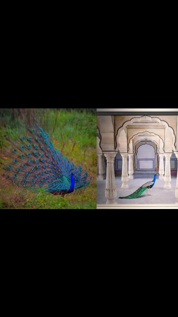 Very beautiful white peacock.