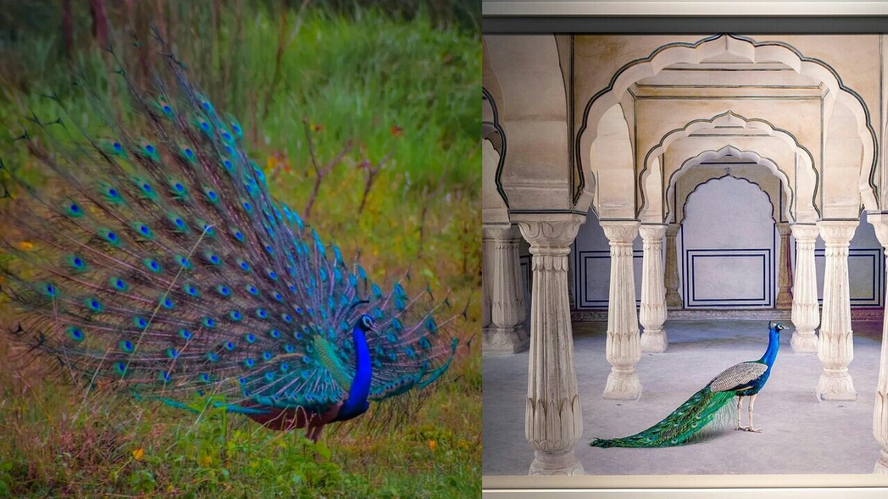 Very beautiful white peacock.