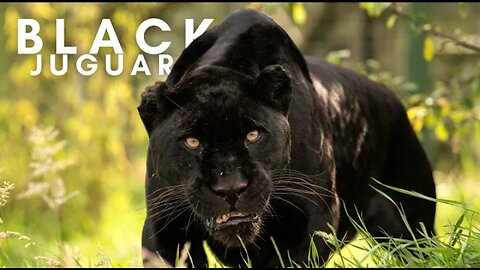 Black Panther _ Black Jaguar _ Animal