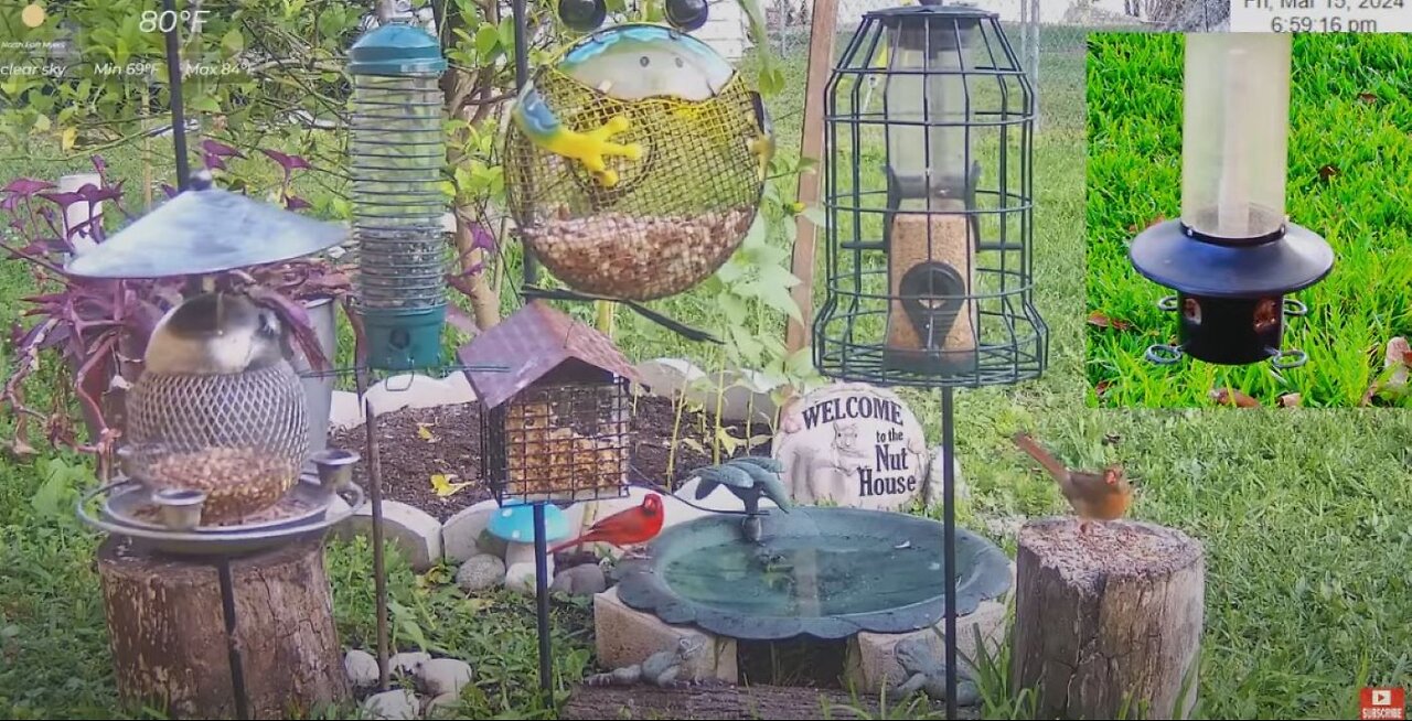 Florida Bird Feeder SWFL Live Camera HD