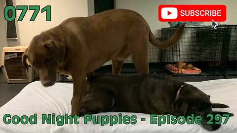 [0771] GOOD NIGHT PUPPIES - EPISODE 297 [#dogs #doggos #doggies #puppies #dogdaycare]