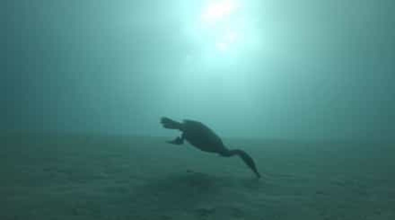 Un cormorano deve migliorare la sua pesca