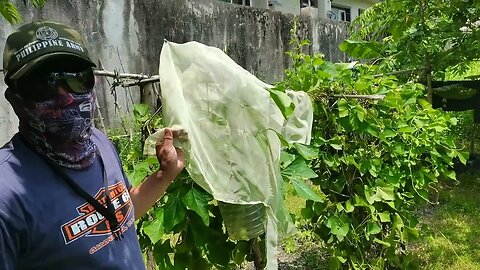 (BALIBAGO)RUGBY BOYS IN URBAN GARDEN