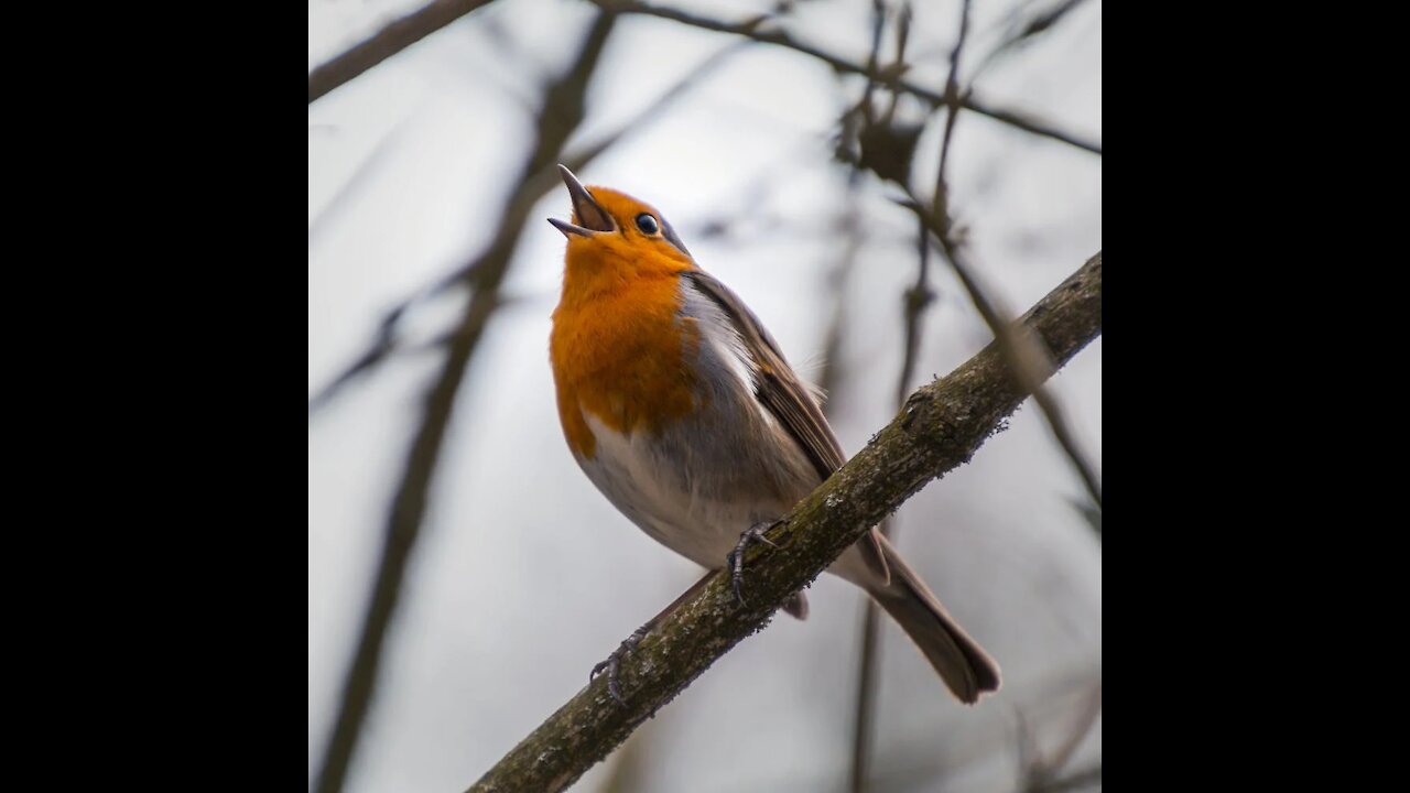 Birds singing - relax, meditate