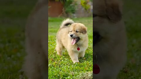 Cute Pets 17 #Shorts