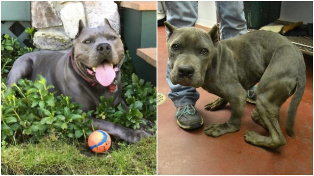 Poor pitbull never had a taste of freedom but look at him today!