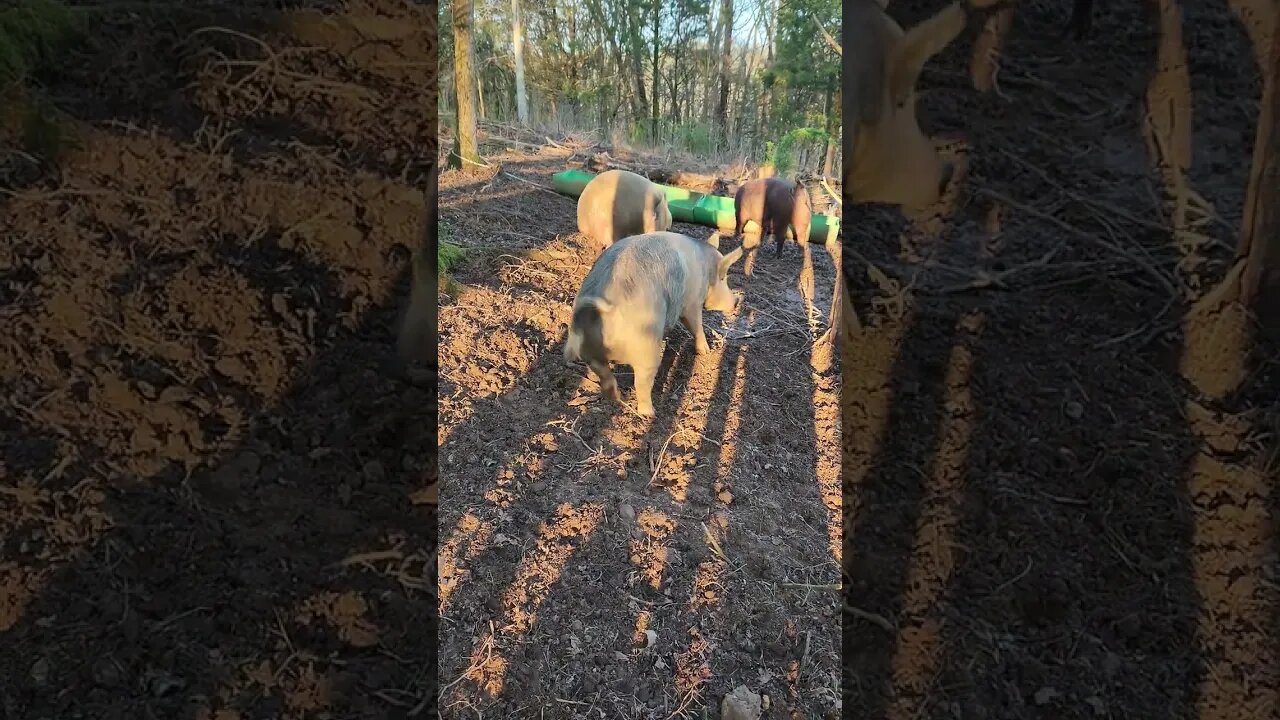 Pigs Anxious for Breakfast @UncleTimsFarm #kärnəvór #carnivore #pigtalk #kärnəvór