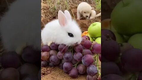 Little White Hungry Rabbit Eating Grapes #rabbitlifestyle #cuterabbitbaby #petanimalsclub