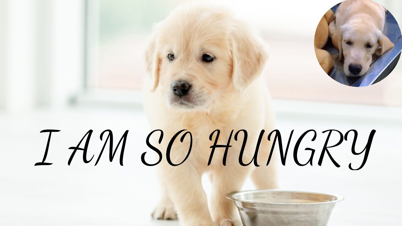 puppy hungry