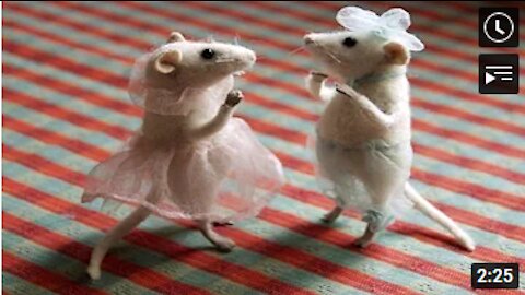 NEW Funny Rat dance 2021..