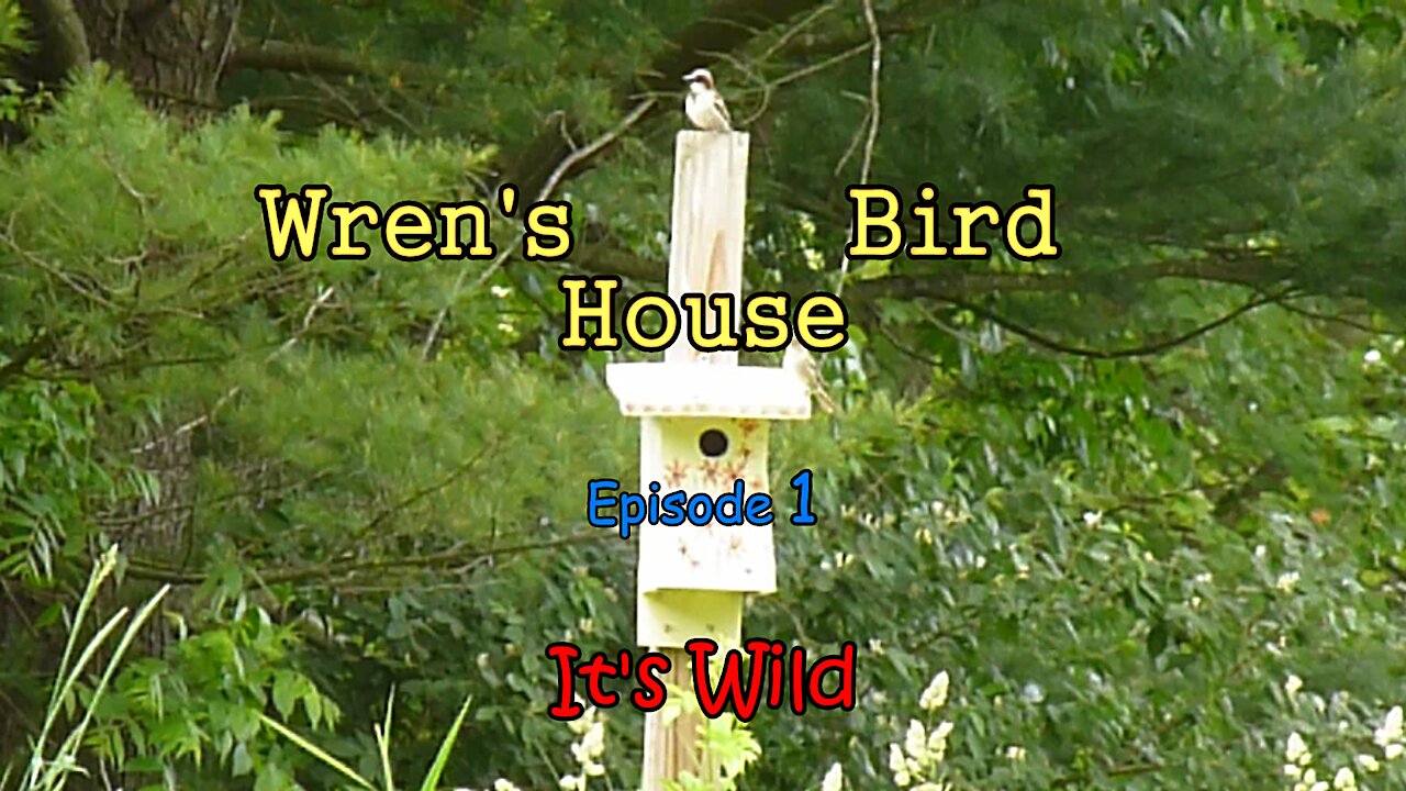 Wren’s Bird House Ep 1 – It’s Wild