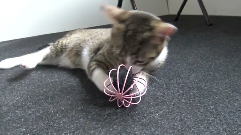 Cute Little Cat Plays With a Toy Mouse