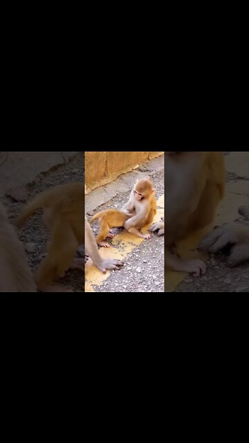 Most Amazing and trending video||relaxing your mind||trendig videos|| #shorts #trending #viral #live