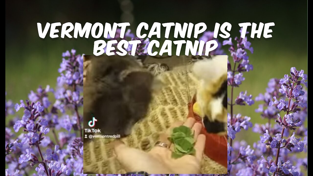 NOTHING LIKE A CATNIP PARTY IN VERMONT - ENJOYING HOMEGROWN CATNIP!!