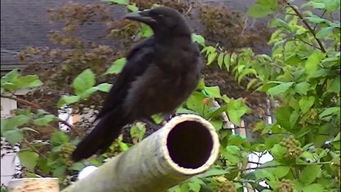 IECV NV #144 - 👀 A Crow Out Watching The Sunrise 6-6-2016