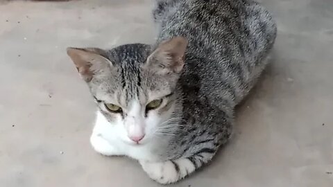 Our cats playing hide and seek🐱😼♥️
