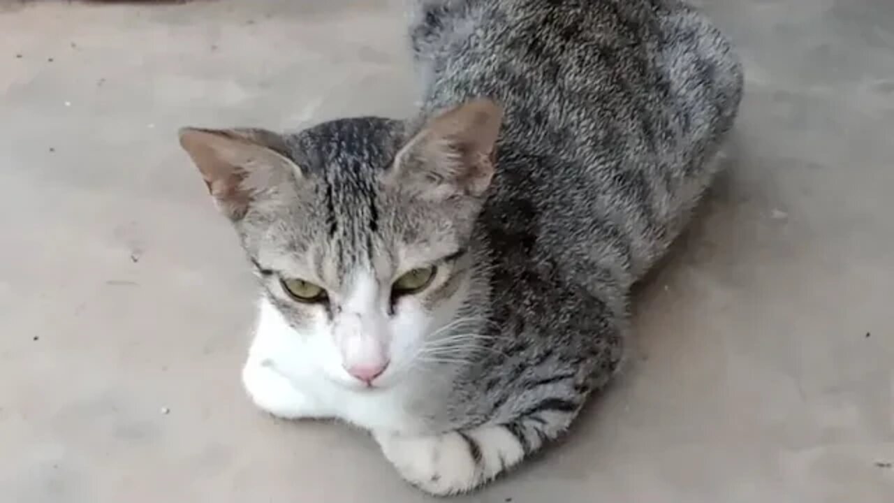 Our cats playing hide and seek🐱😼♥️