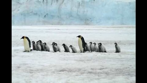 Tráfego de pinguins na Antártica filmado em time-lapse