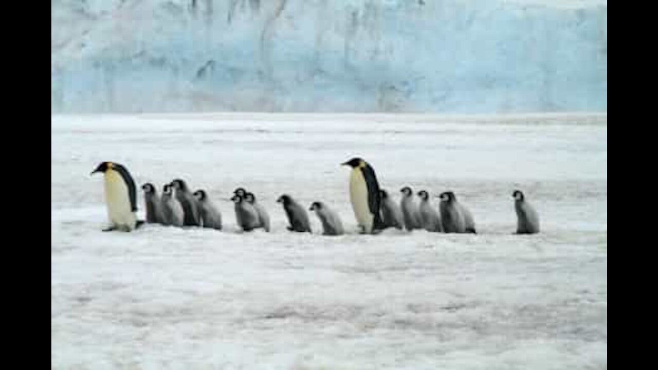 Tráfego de pinguins na Antártica filmado em time-lapse