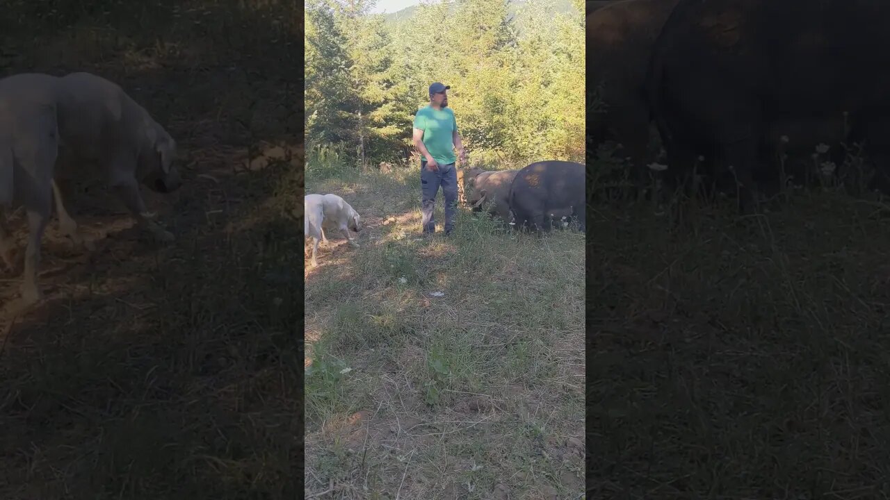 Sasquatch can still skip and chase piglets at the same time. #skipping #pigs