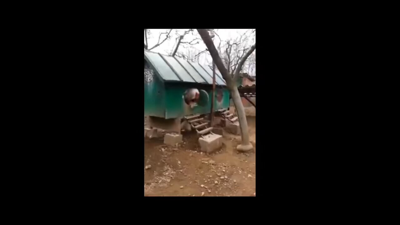 a giant chicken video