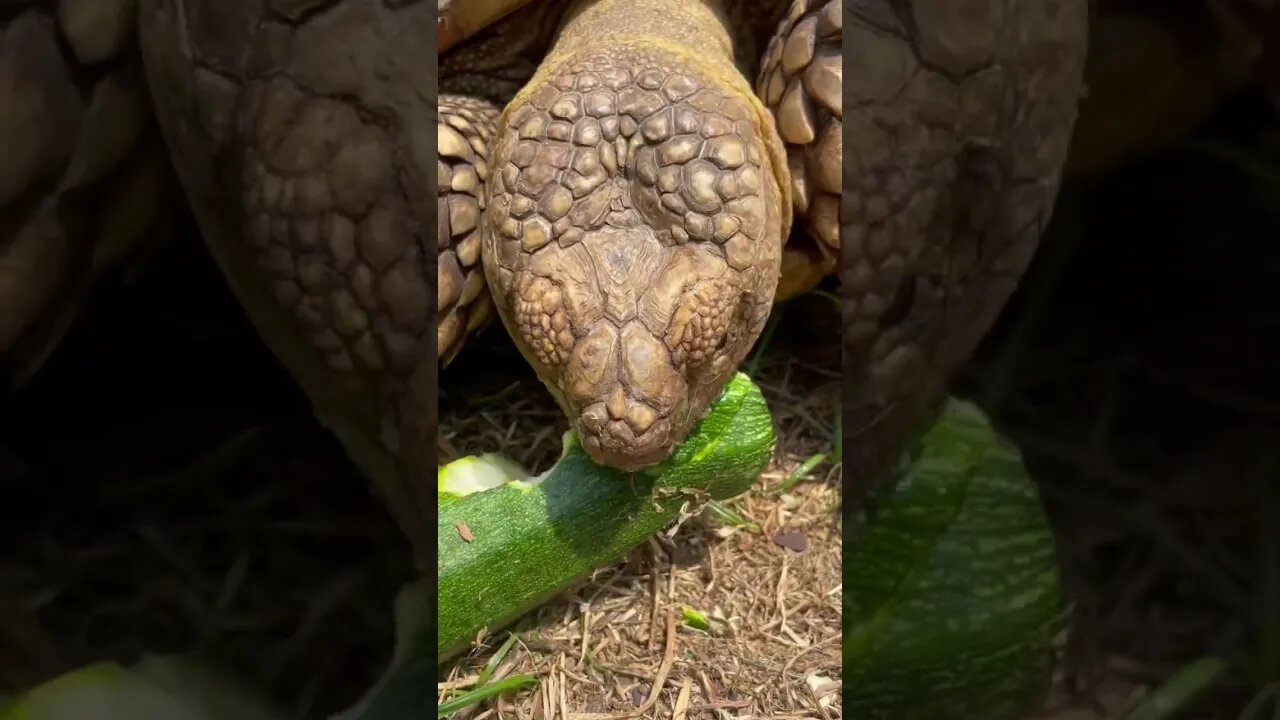 Zucchini treat for Tortellini the 🐢 #sulcatatortoise #sulcata #zucchini