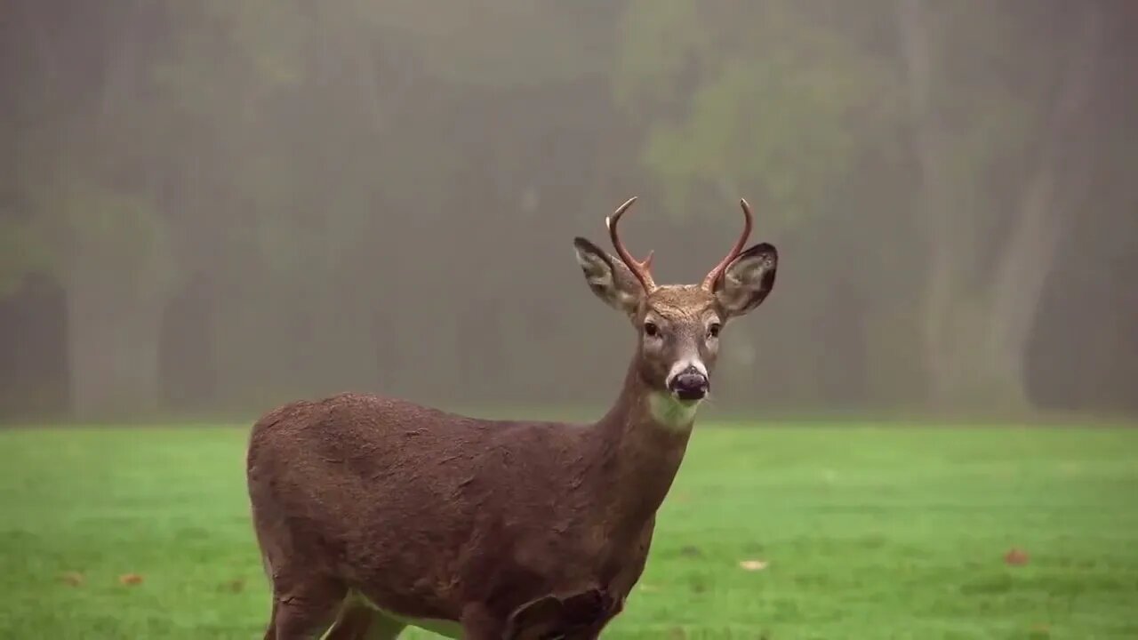 Beachfront B Roll Young 4 Point Buck Free to Use HD Stock Video Footage