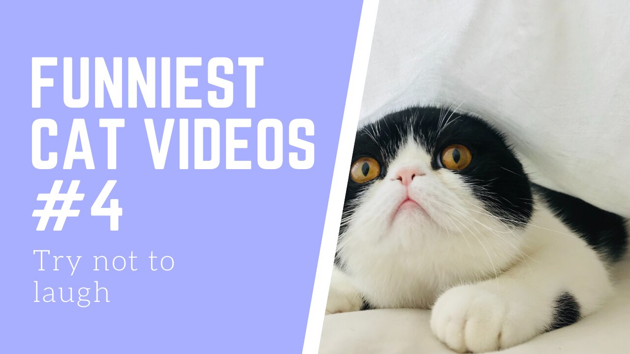 Funniest Cat Video Compilation: Try Not To Laugh Part #4 2021 😺👯