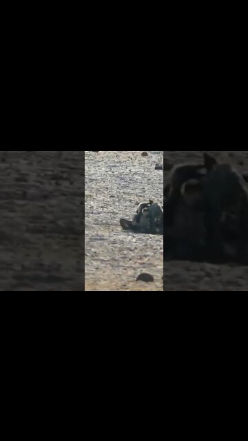 jackal attacking a vulture