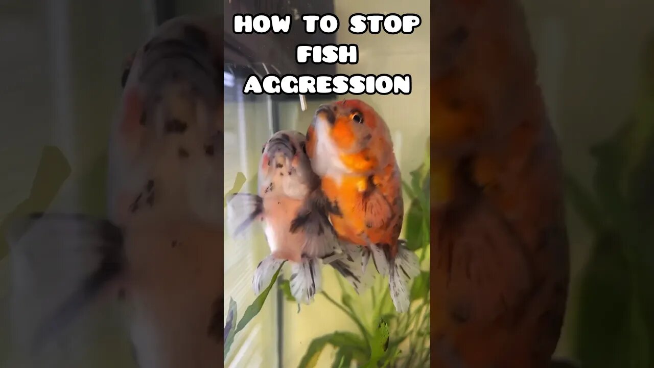 HOW TO STOP FISH AGGRESSION #goldfishtank #fancygoldfish #oranda #ranchu #fishingvideo