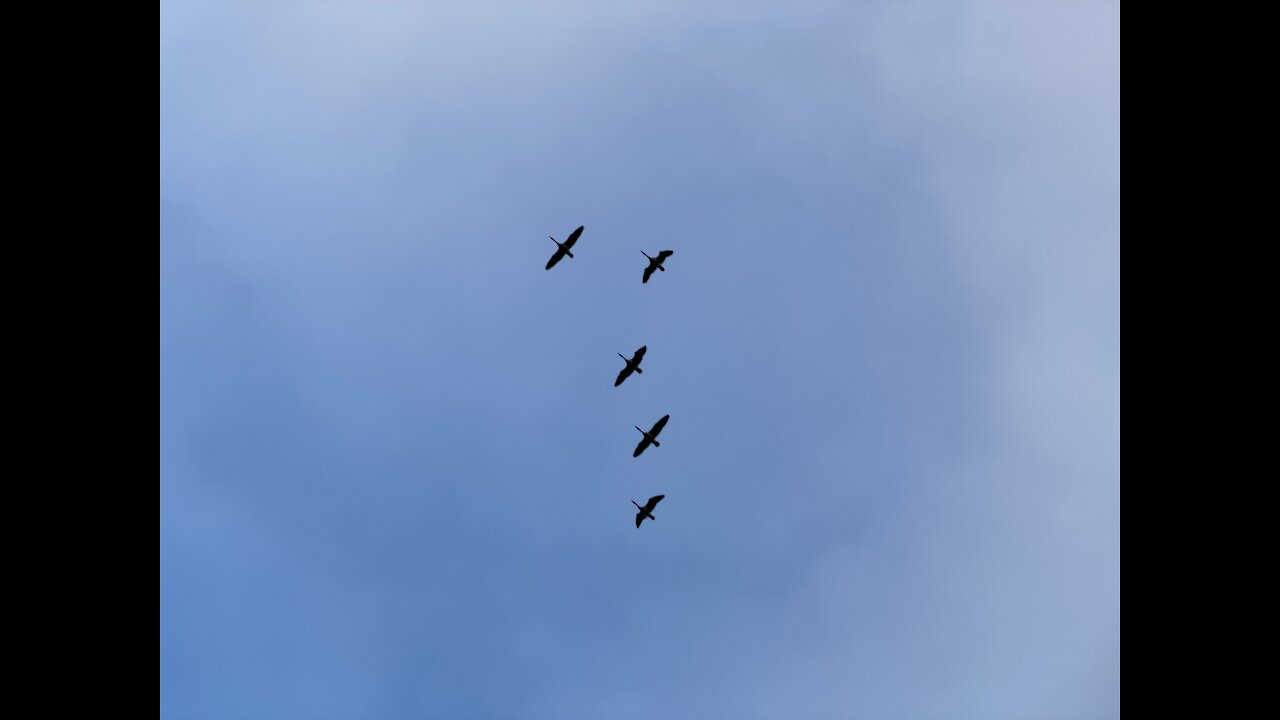 Geese are practicing their lining up