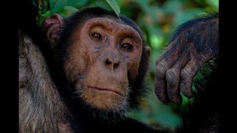 Why do we drink alcohol? The Drunken Monkey Argument