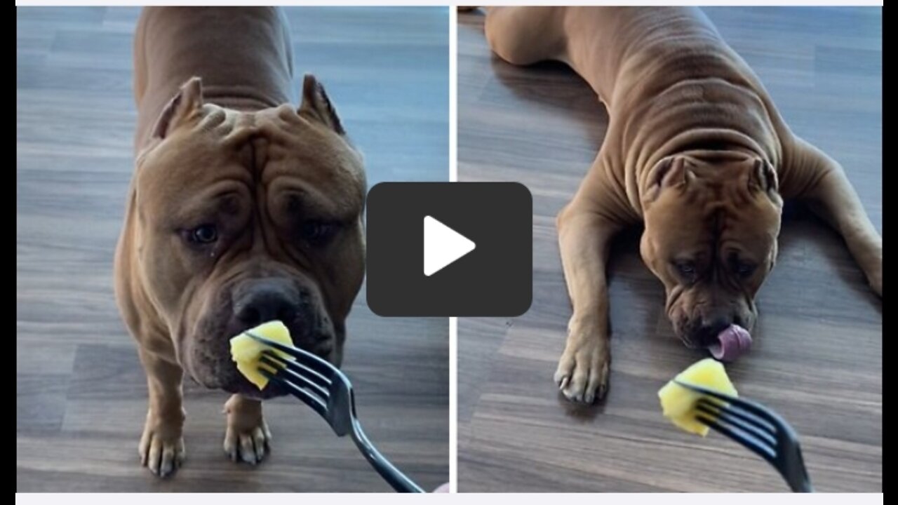 Massive pit bull tries pineapple for the first time