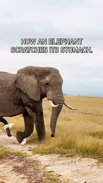 How Elephant Scratches its Tummy?