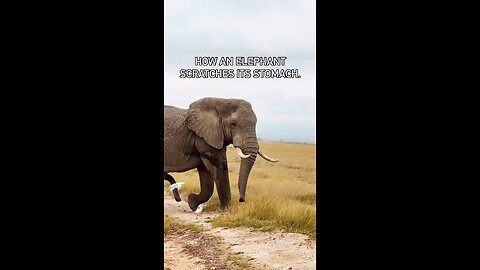 How Elephant Scratches its Tummy?