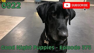 [0922] GOOD NIGHT PUPPIES - EPISODE 375 [#dogs #doggos #doggos #puppies #dogdaycare]