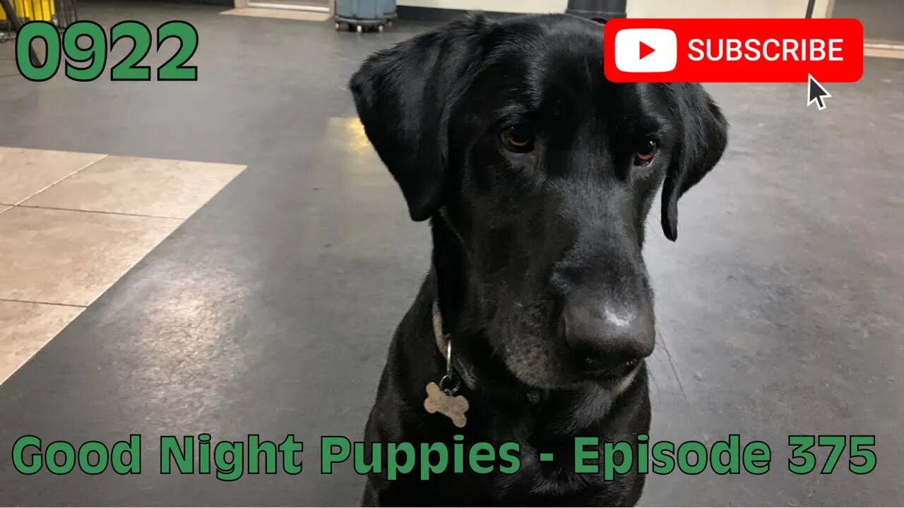 [0922] GOOD NIGHT PUPPIES - EPISODE 375 [#dogs #doggos #doggos #puppies #dogdaycare]