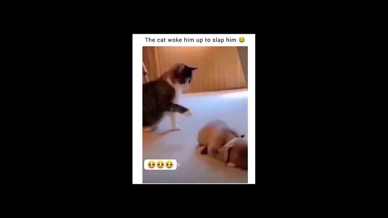 wait for end😂😂cat waiting for salp the dog😅😅