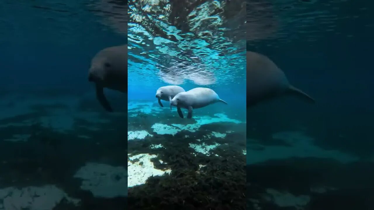 Leões Marinho Descansando nas Aguas do Oceano #shorts