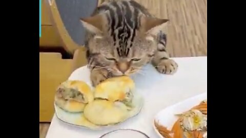 GATO FOME