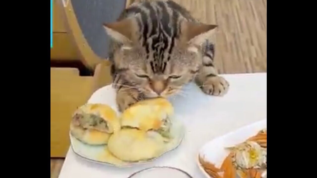 GATO FOME