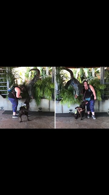 Service dog falls in love with a velociraptor!