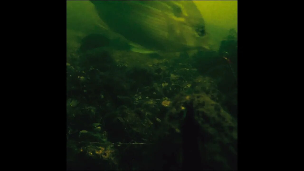 murky under the pier