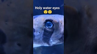 guess the eye 😲 #shorts #short #youtube #youtuber #subscribe #sub #wild #water #eyes #omg #crazy