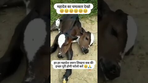 यह देखना किस्मत वालो को नसीब होता है चैनल को subscribe 🔔 कर ले 🙏🙏 #shorts