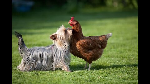 A deadly fight. A fight between a dog and a chicken.