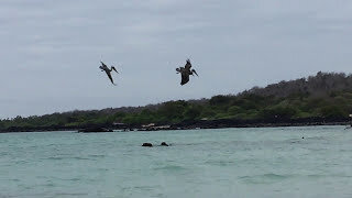 Pelicans on Galapagos #Shorts