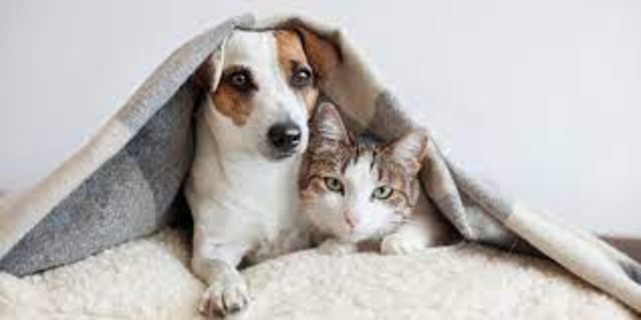 CATS AND DOGS Awesome Friendship - Funny Cat and Dog Vines COMBINATION