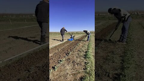 Cultivating cauliflower at the farm in Yuba City